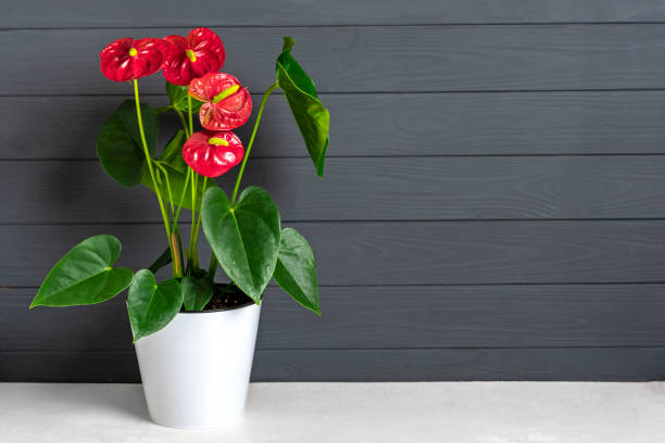 Anthurium Flamino Red Alabama - Image 5