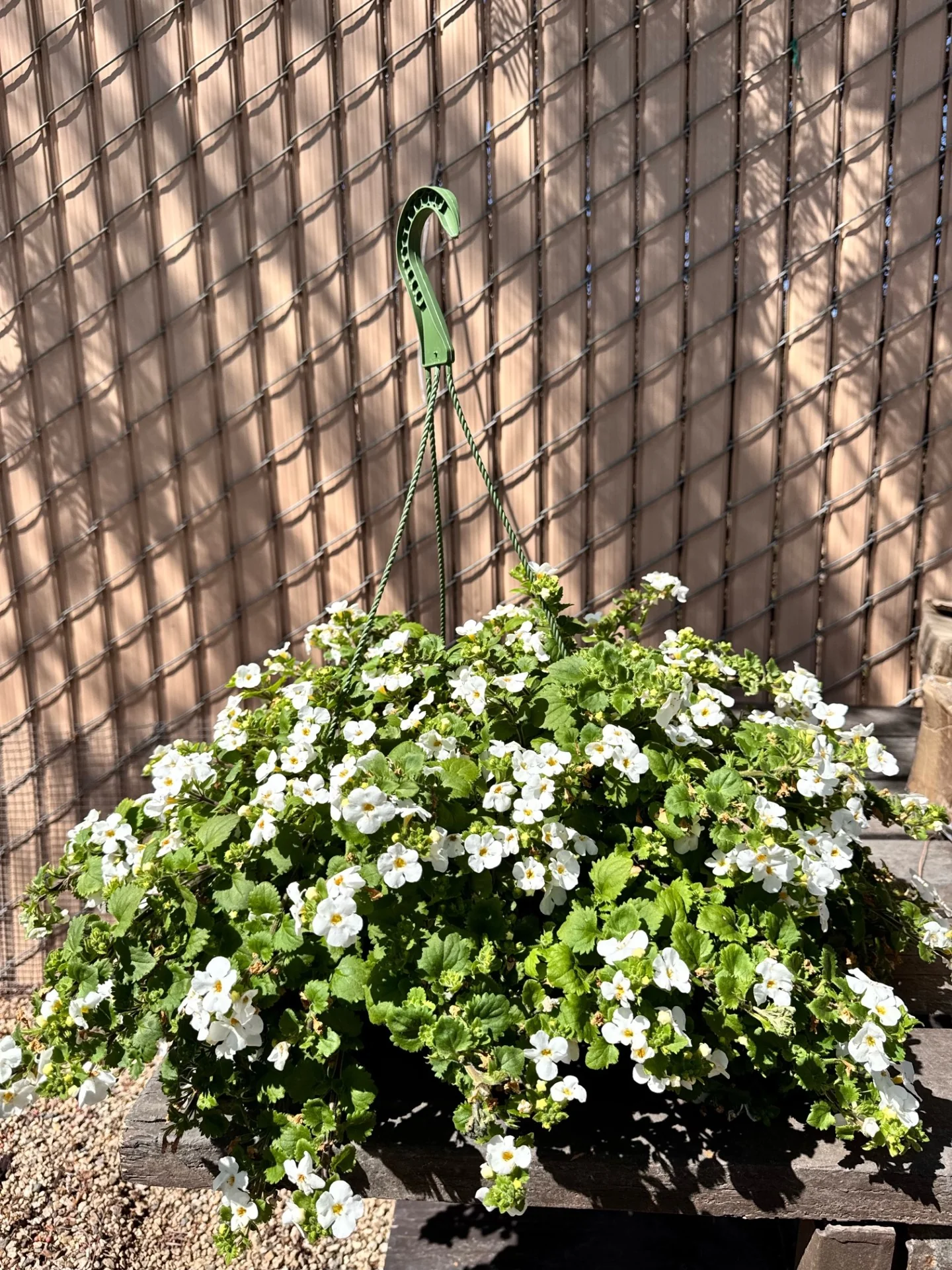 Bacopa - Image 5