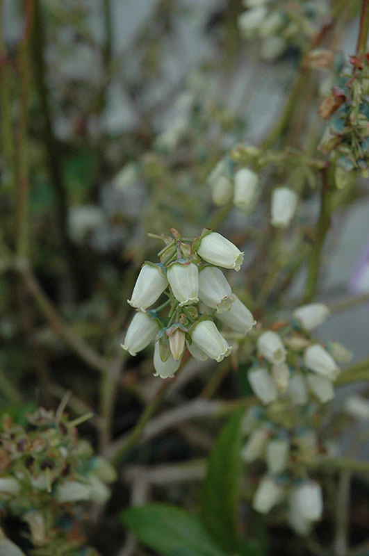 Chandler Blueberry - Image 3