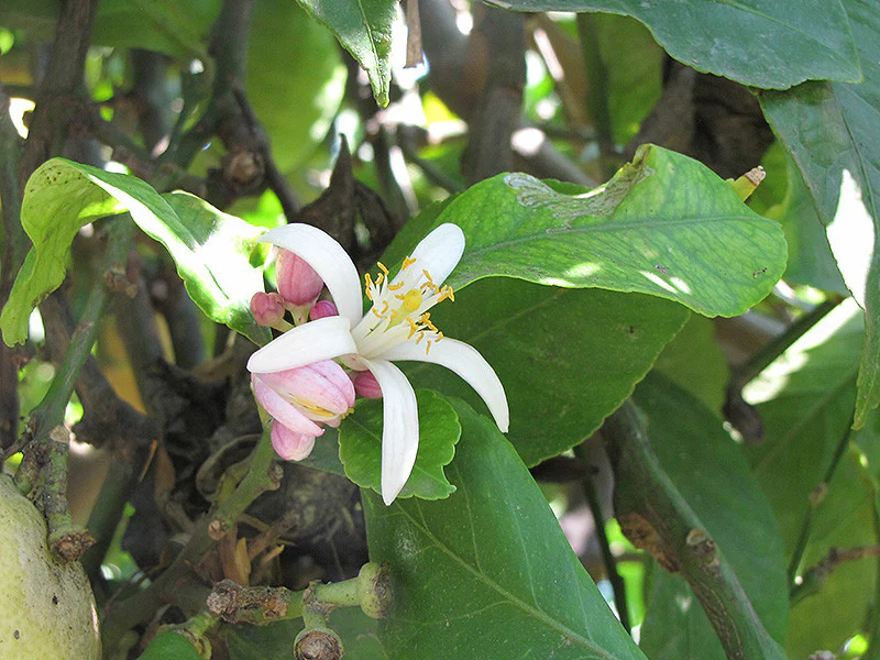 Eureka Lemon Semi Dwarf - Image 3