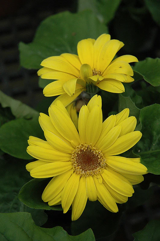 Gerbera Mix - 4 Inch - Image 3