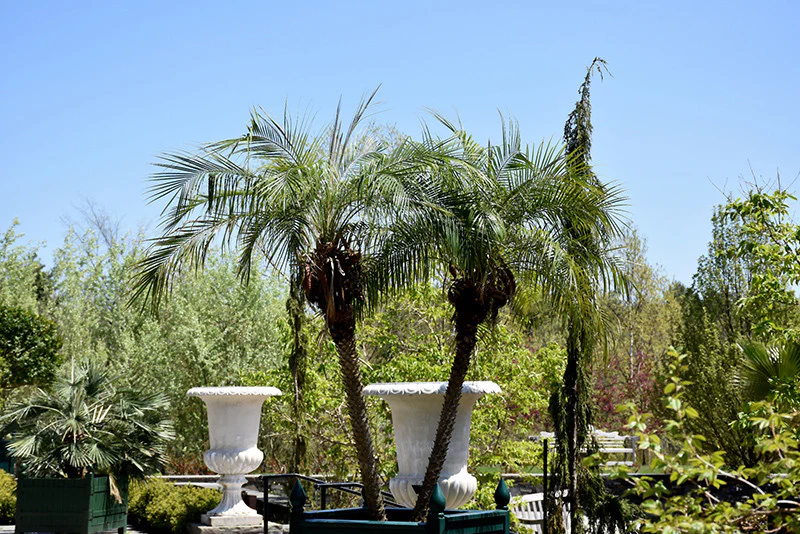 Palm Pygmy date - Image 3