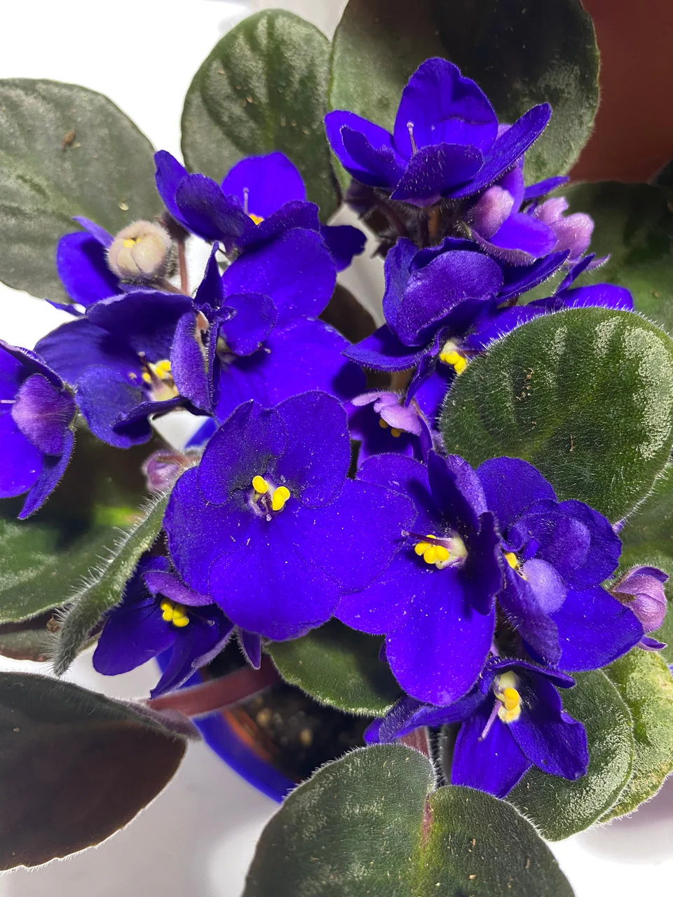 Saintpaulia African Violet with Pot Cover - Image 5
